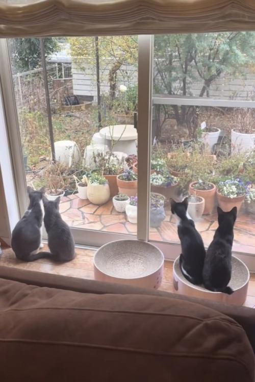 庭を見る4匹の保護猫