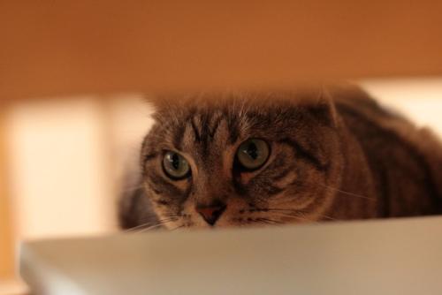 獲物を狙う猫