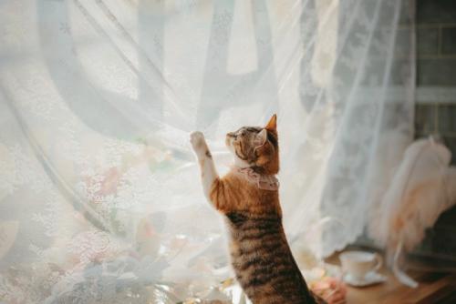 カーテンに爪をかける猫