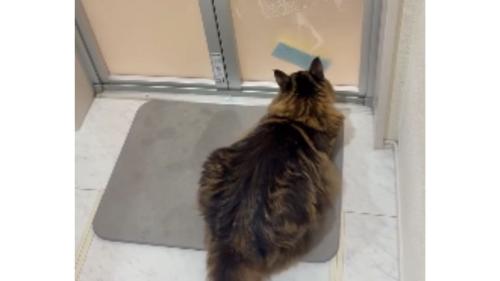 お風呂のドアの前にいる猫