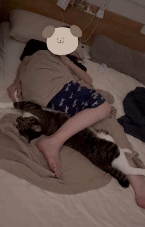 こちらを見つめる猫