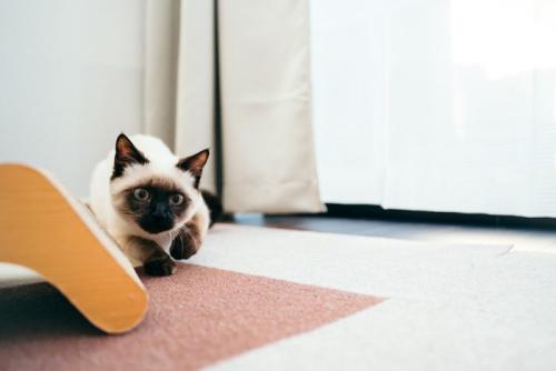 爪とぎの陰から狙う子猫