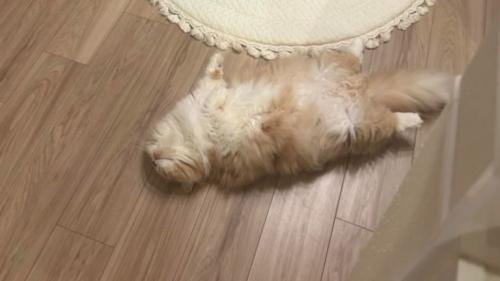 寝転がる猫