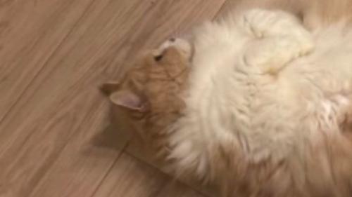 寝転がる猫