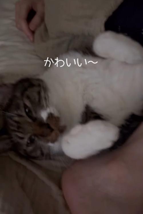 目を細める猫