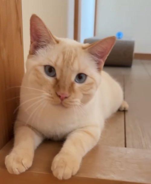 伏せをしている猫