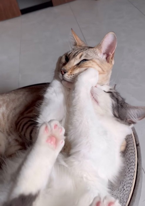 前足で顔を挟む