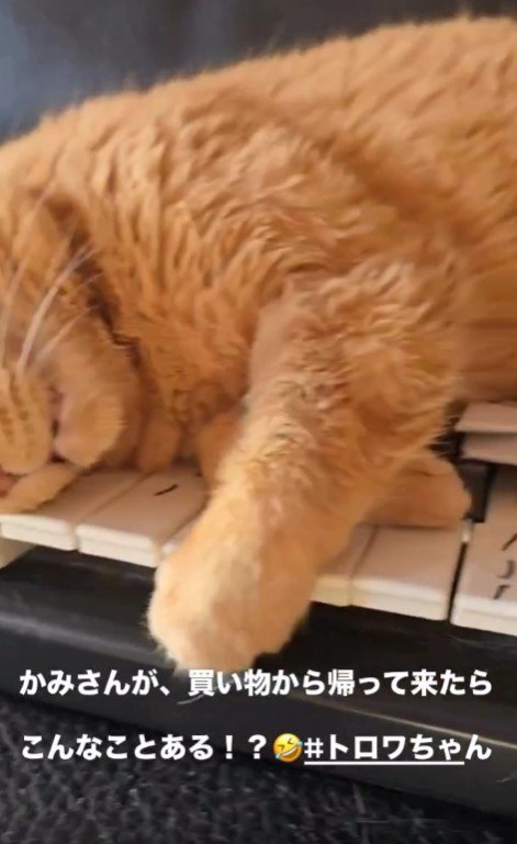 横たわった猫