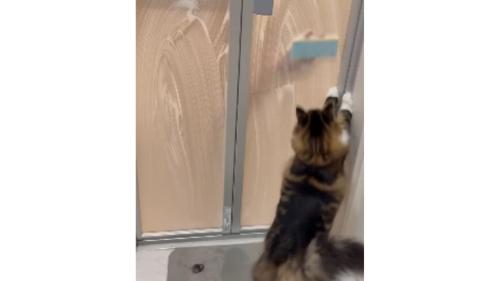 お風呂のドアの前にいる猫