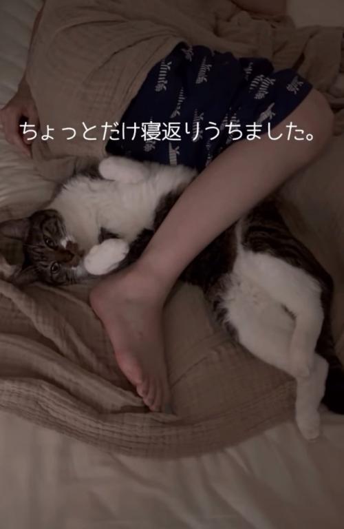 寝返りをうった猫
