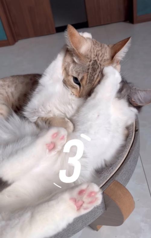 こちらを見つめる猫