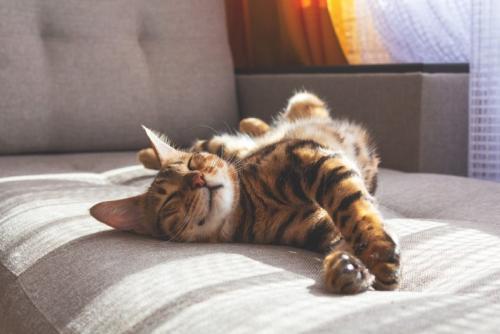 眠る猫