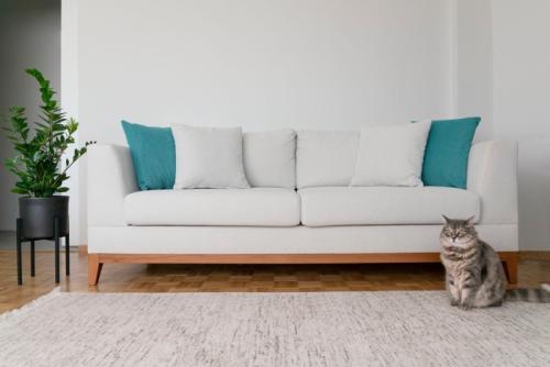 美しい部屋にいる猫