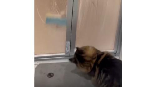 お風呂のドアの前にいる猫