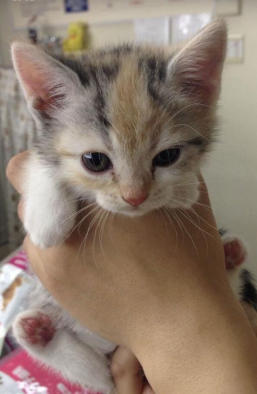 手で持たれる子猫