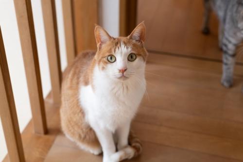 座って見つめる猫
