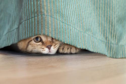 カーテンの影から見ている猫