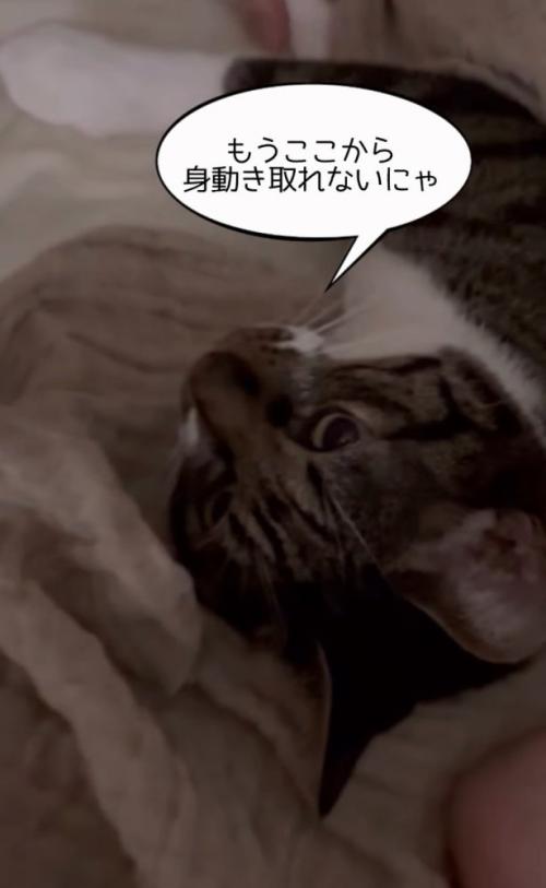 動けない猫