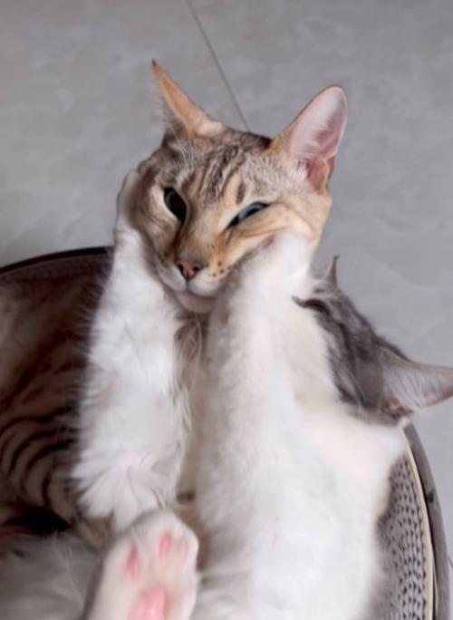 顔が潰されている猫