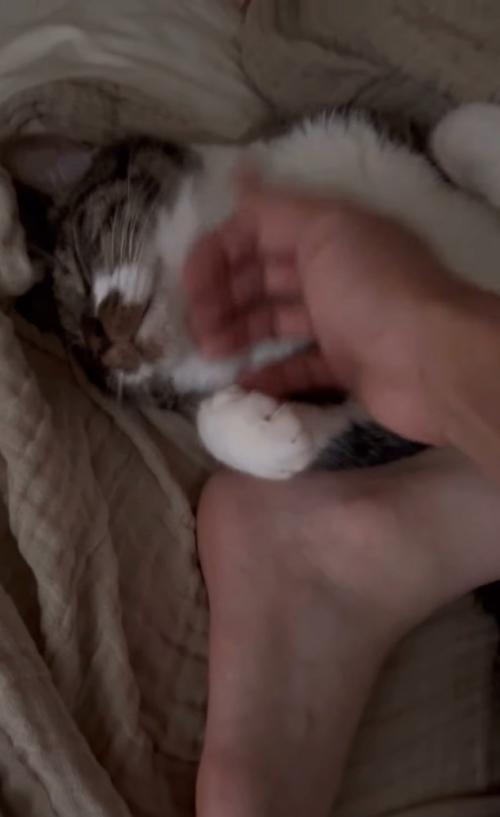 顎を撫でてもらう猫