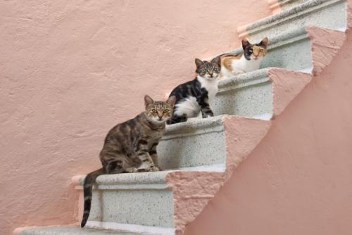 珪藻土の階段に並ぶ猫たち