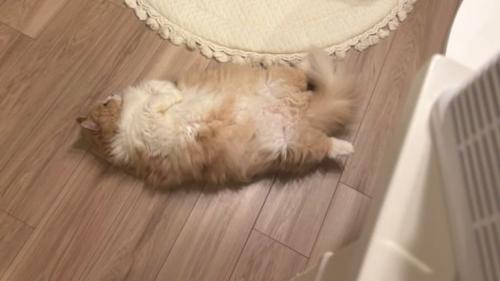 寝転がる猫