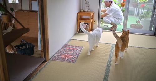 2匹の後ろ姿