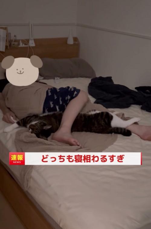 足元に絡まる猫