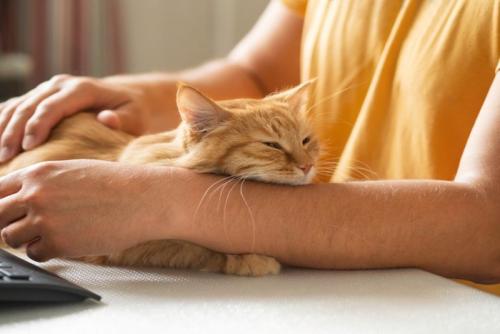 パソコンの前で男性に甘える茶トラ猫