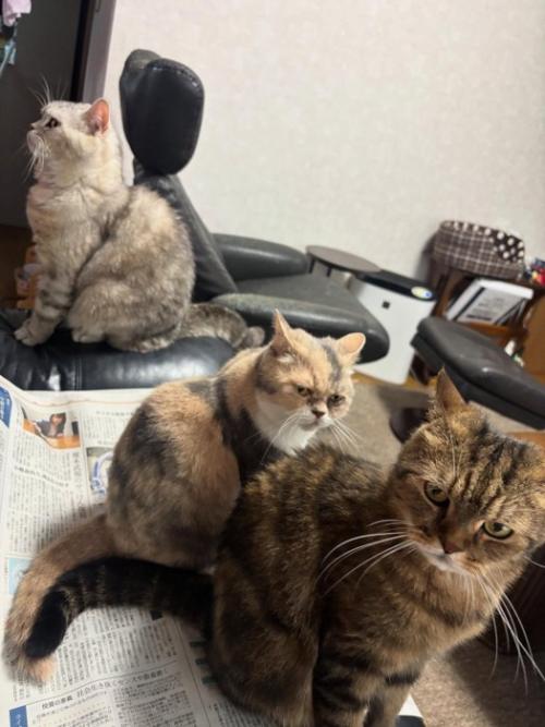 新聞紙の上に乗る猫たち