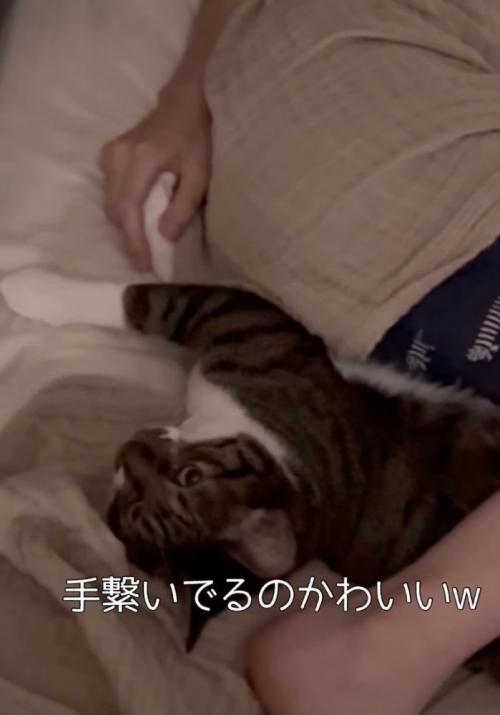 手を握る猫