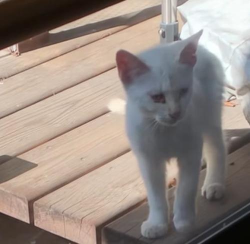 野外の木の板の上にいる子猫