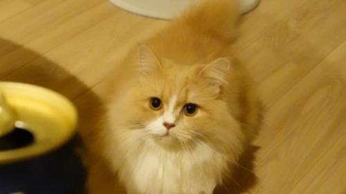 室内にいる猫