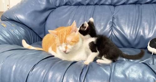 むぎくんとロアちゃんソファの写真