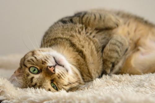 寝転ぶ猫