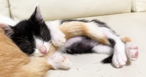 アップのロアちゃん