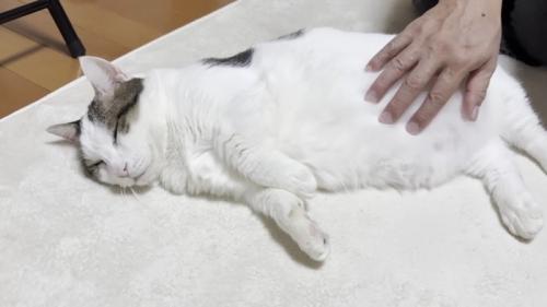 お腹をなでなで