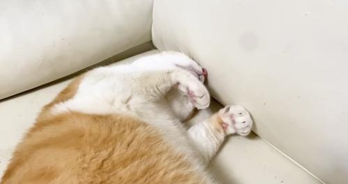 ふみふみするむぎくん