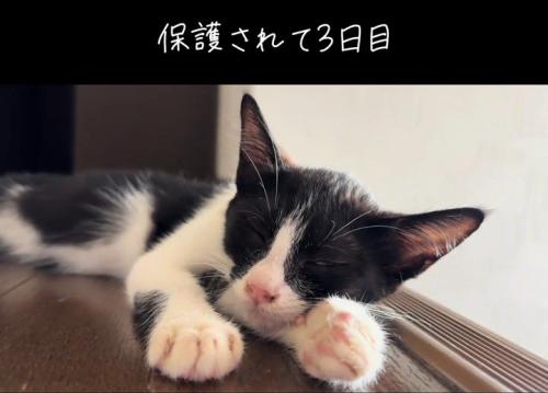 寝そべる子猫