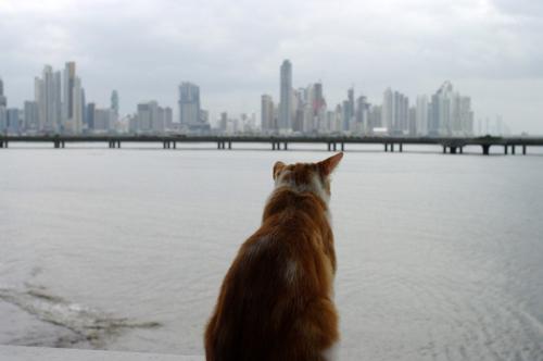 大都会のビル群を眺める猫