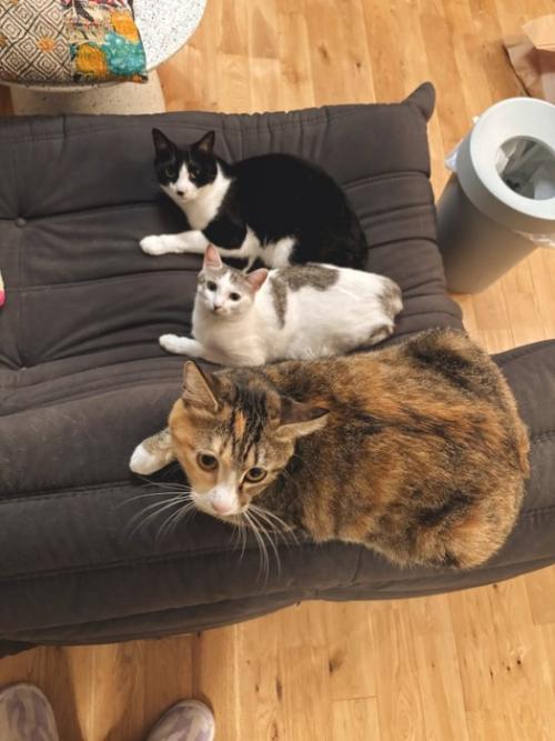 3匹の猫