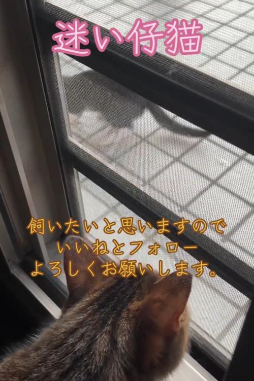 外を見る猫の後頭部