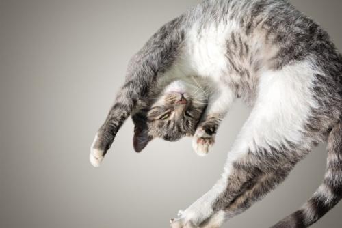 ジャンプ中の猫