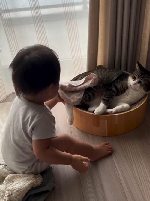 猫にハンカチをかける赤ちゃん