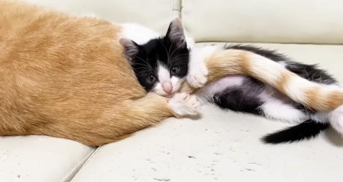 目を覚ますロアちゃん