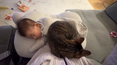 赤ちゃんを乗せた飼い主の膝の上で丸くなる猫(正面)