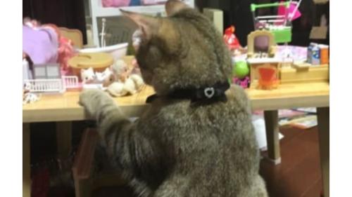 室内にいる猫