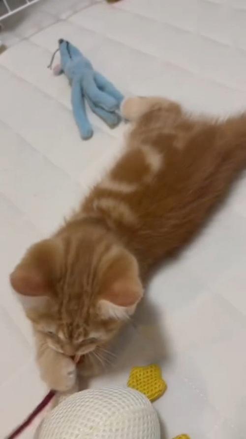 生後2ヶ月のおもちゃで遊ぶ猫さん