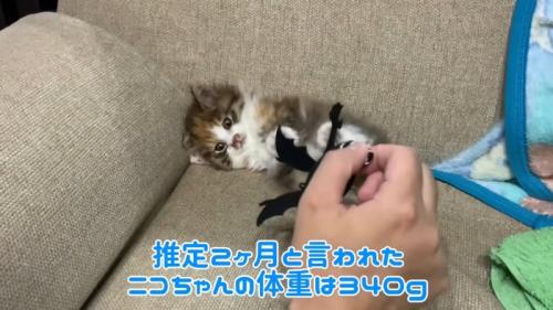 テロップ「推定2ヵ月と～」