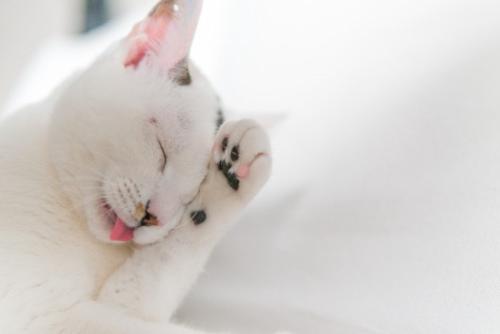 顔を洗う白猫